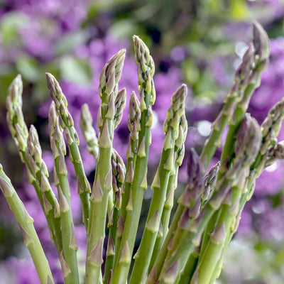 Mary Washington asparagus