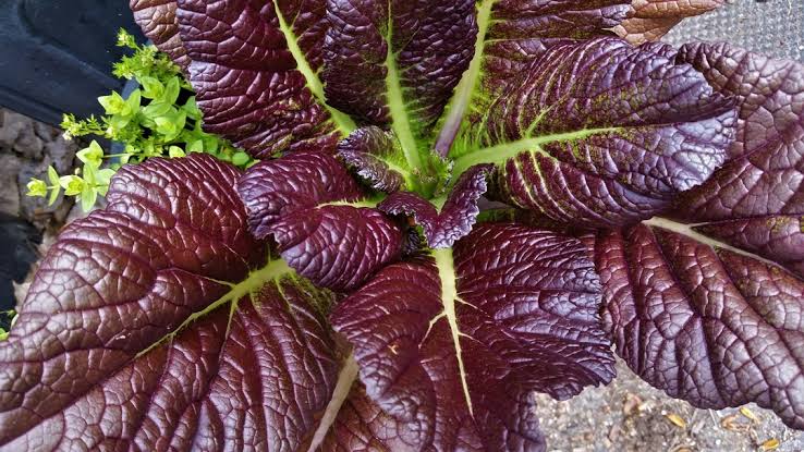 Red Giant Mustard Greens