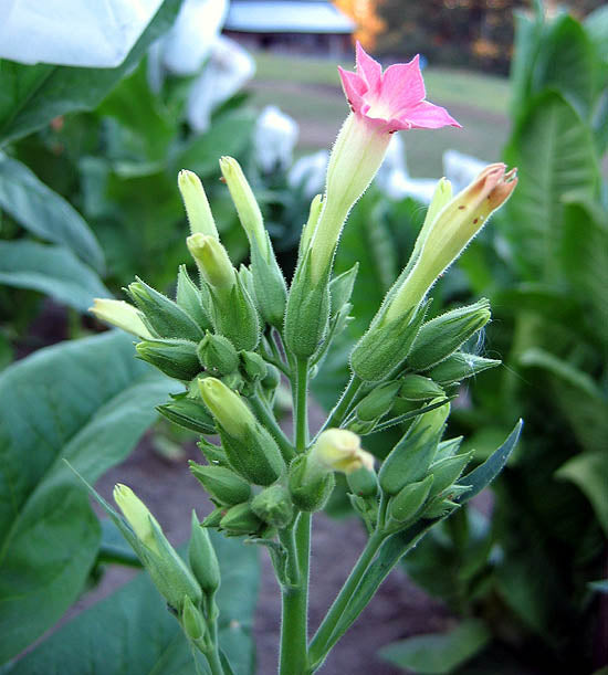 Farm Hand Seeds Gold Leaf Tobacco 