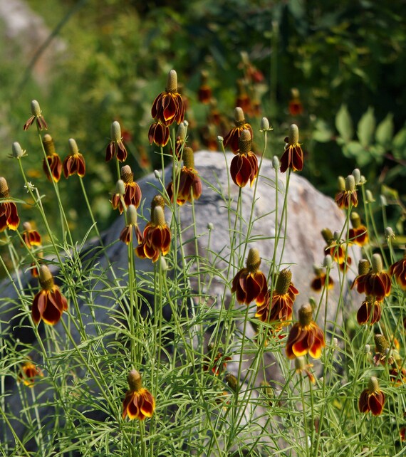 Dwarf red cone flower