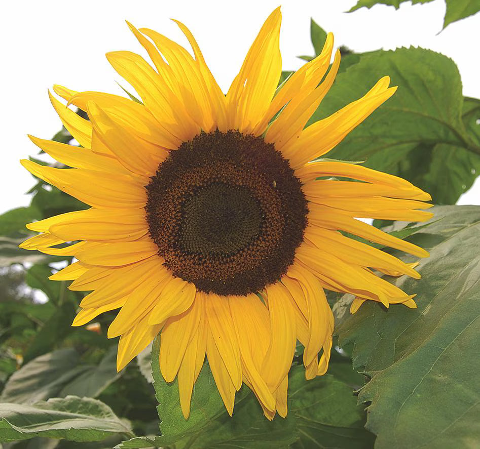 Arikara sunflower