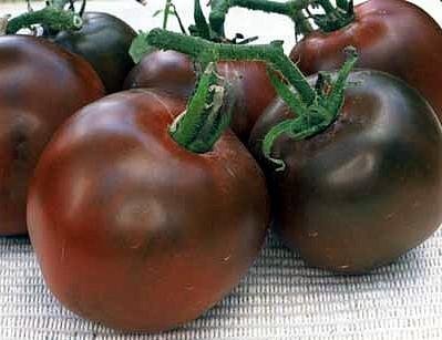 Black prince tomato