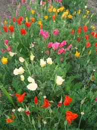 Mission bells California poppy