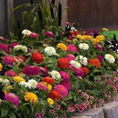 Under the sea zinnia mix