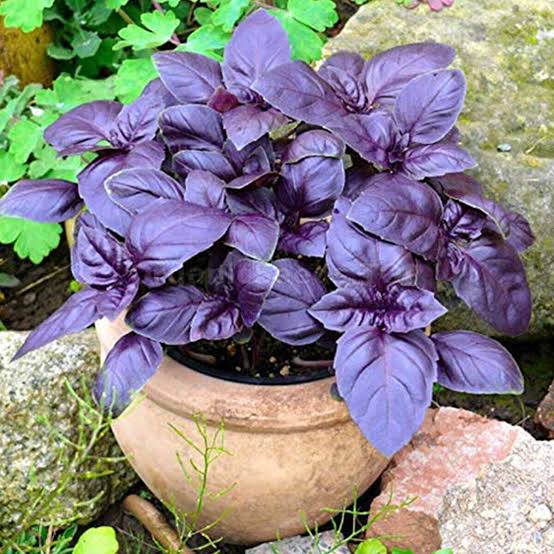 Dark Opal Purple Basil