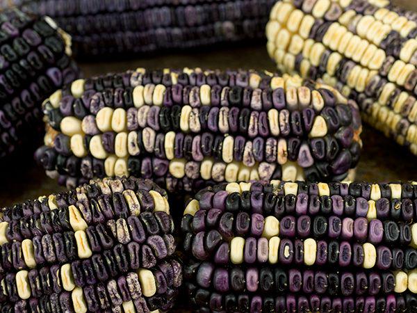 Cherokee white eagle corn