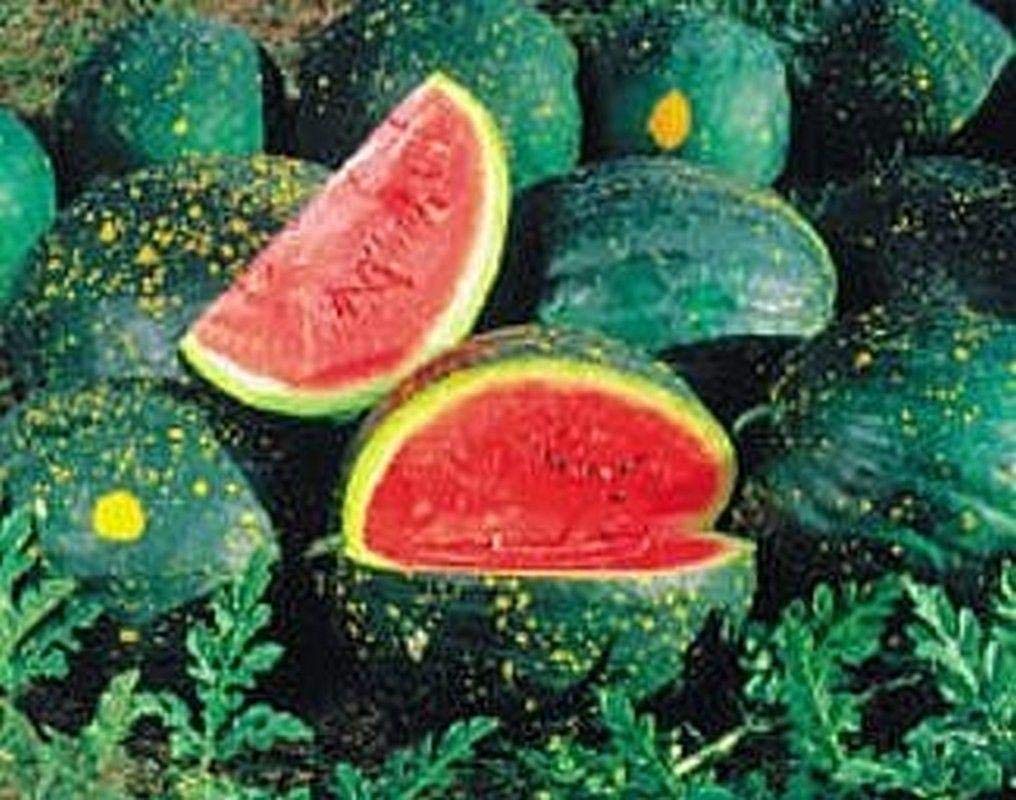 Red moon and stars watermelon