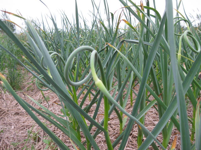 Russian red garlic