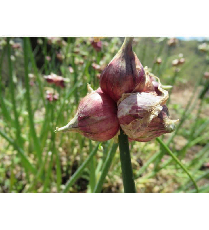 Egyptian walking onion