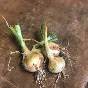 Elephant garlic