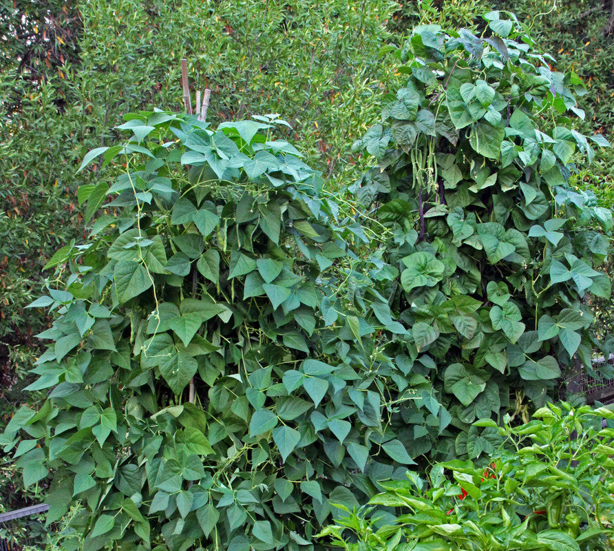 Kentucky blue pole bean