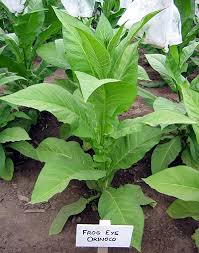 Farm.hand.seeds Frog eye orinoco tobacco