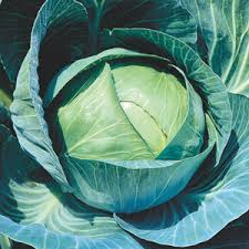 All Seasons Cabbage