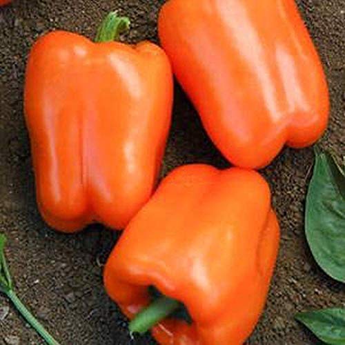 Orange king bell pepper