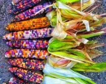 Kentucky rainbow dent corn