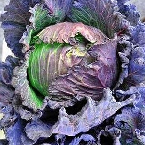 Purple Savory Heirloom Cabbage
