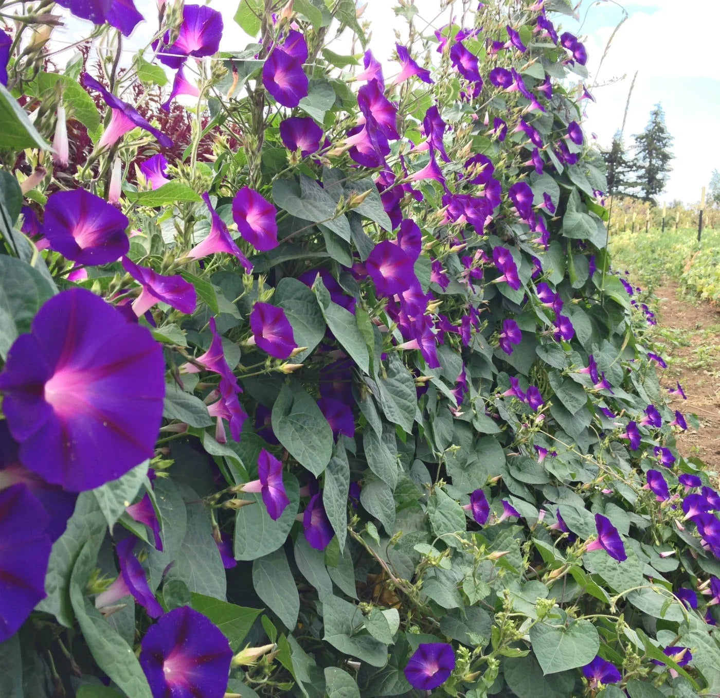 Purple morning glory