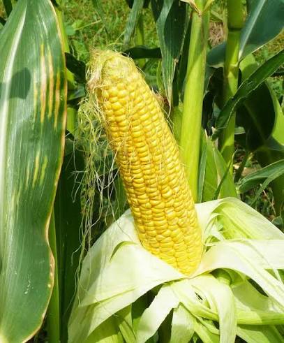 Incredible sweet corn