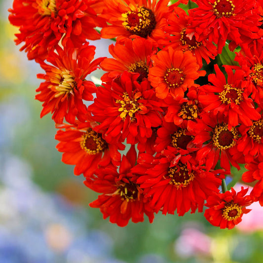 Red giant cactus zinnia