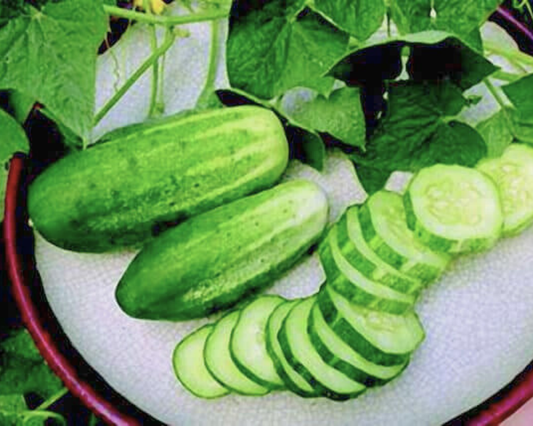 Carolina h1 cucumber seeds