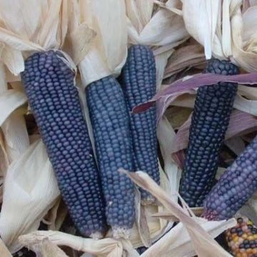 Blue Shamans popcorn seed