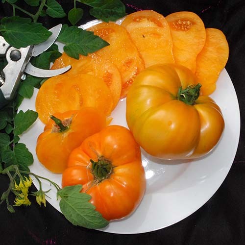 Amana orange tomato