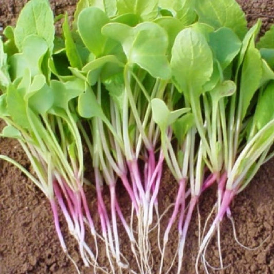 Triton purple sprouting radish seeds