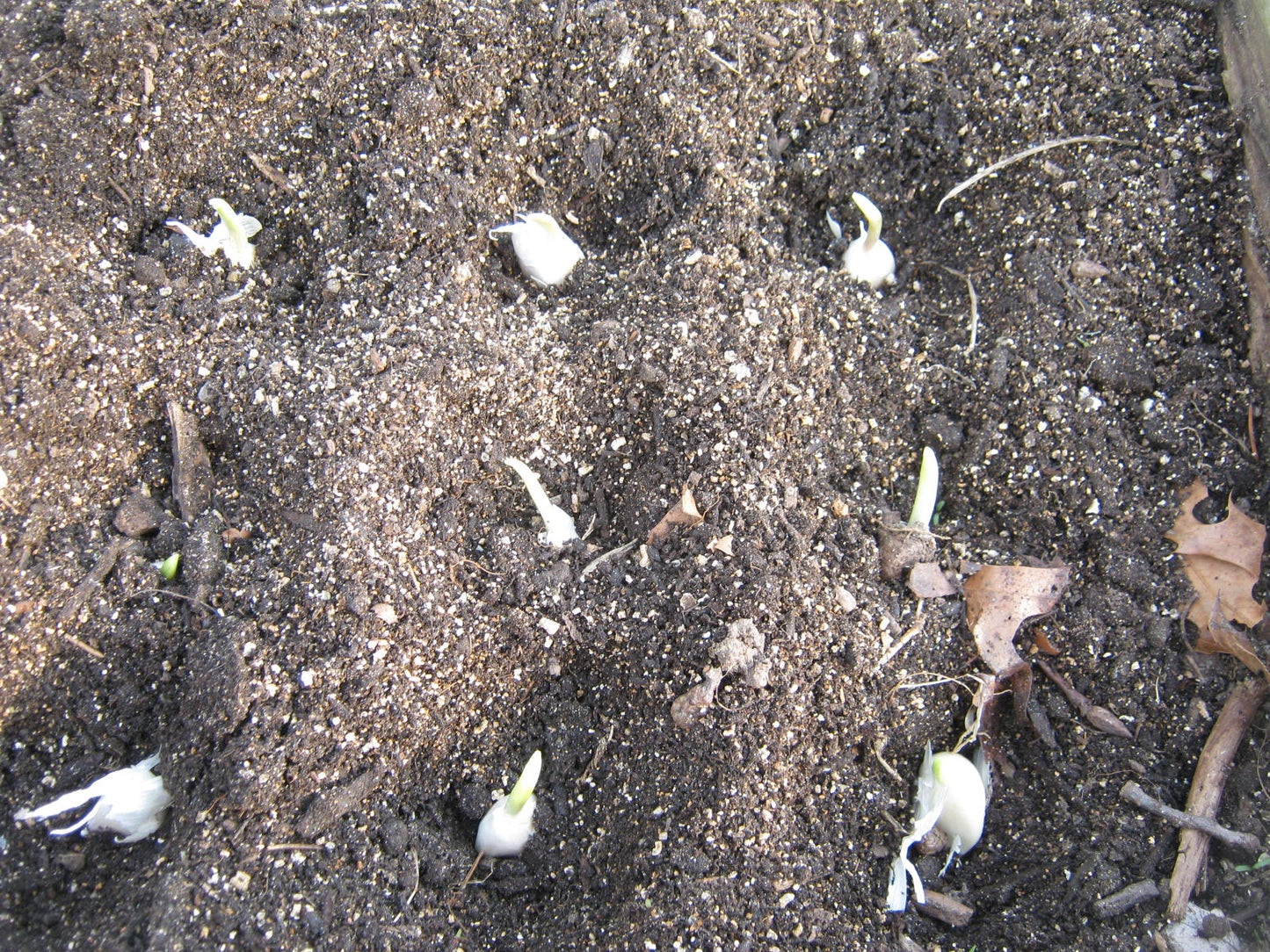 California giant garlic