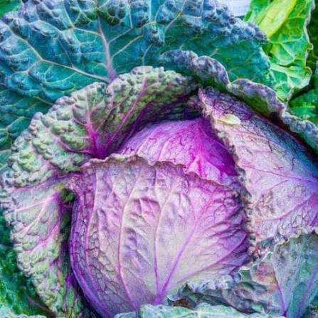 Purple Savory Heirloom Cabbage