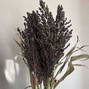 Black amber broom corn