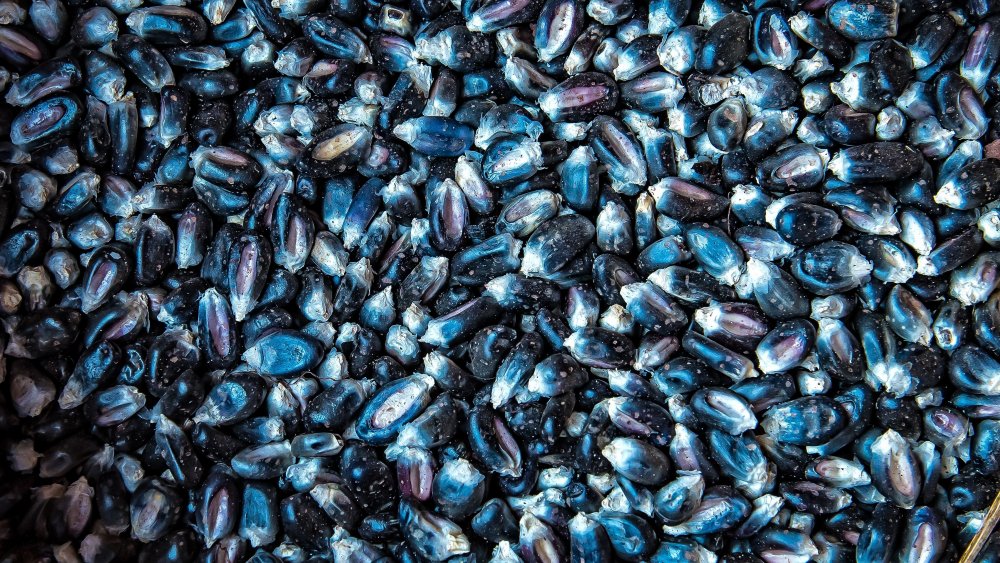 Blue concico corn