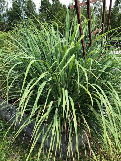 Lemon grass cuttings