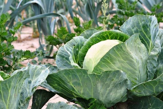 Flat Dutch Cabbage