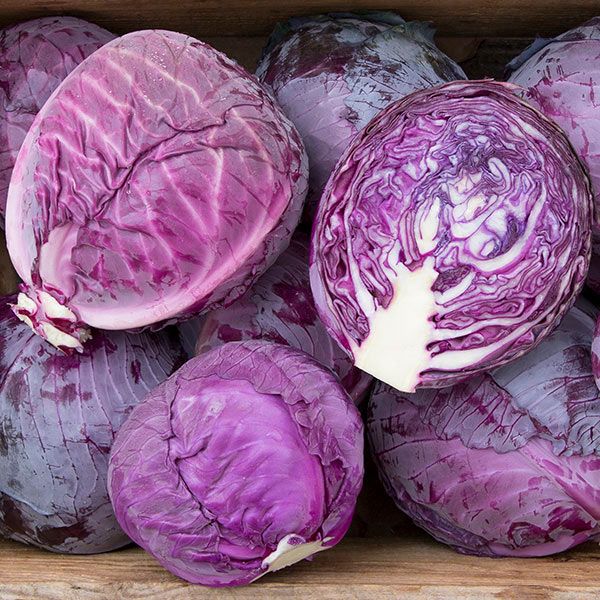 Red express cabbage