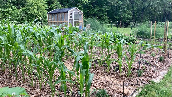 Wampum ornamental corn