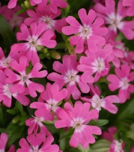 Nodding Catchfly Annual Flower