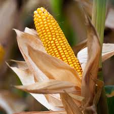 Hickory king ,yellow corn
