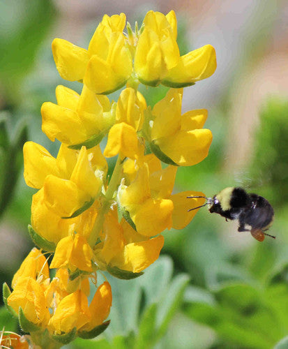 Golden lupine
