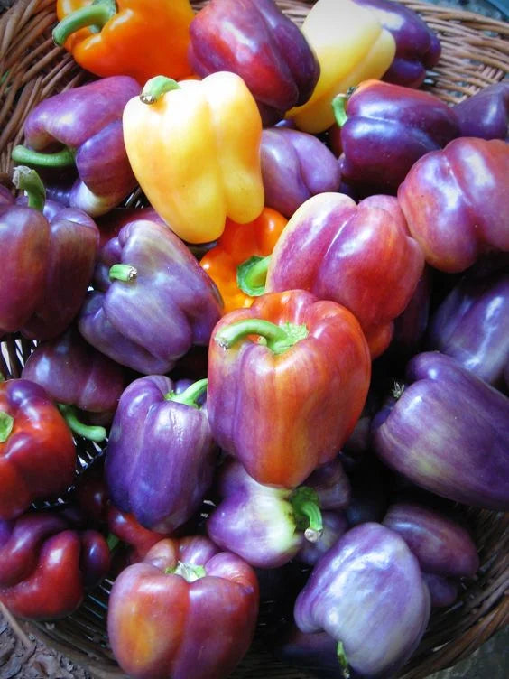 Heirloom bell pepper mix