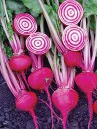 Heirloom Chioggia Beet