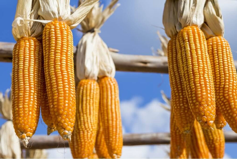 Reids yellow dent corn