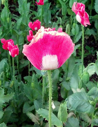 Farm.hand.seeds Pink Plume Celery 