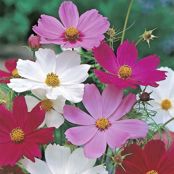 Dwarf cosmos mix