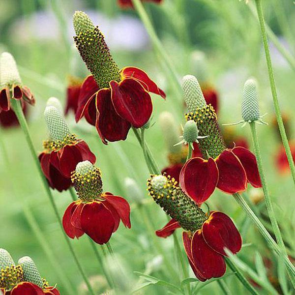 Dwarf red cone flower