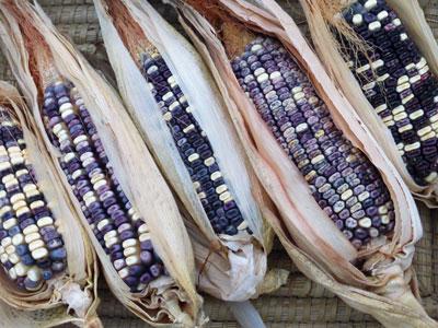 Cherokee white eagle corn