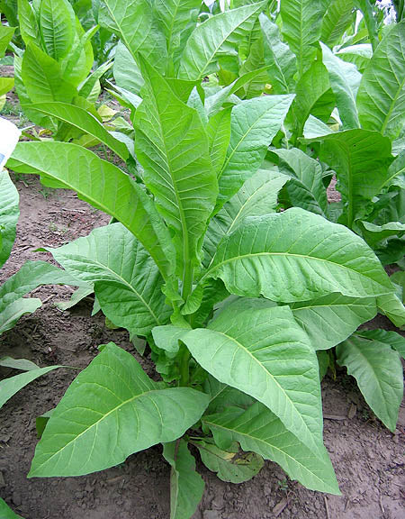 tobacco 100g Bayside Tobacco 100g ASDA tobacco 100g Bayside Tobacco 100g ASDA