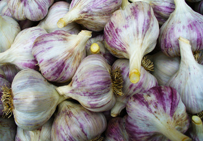 Siberian garlic