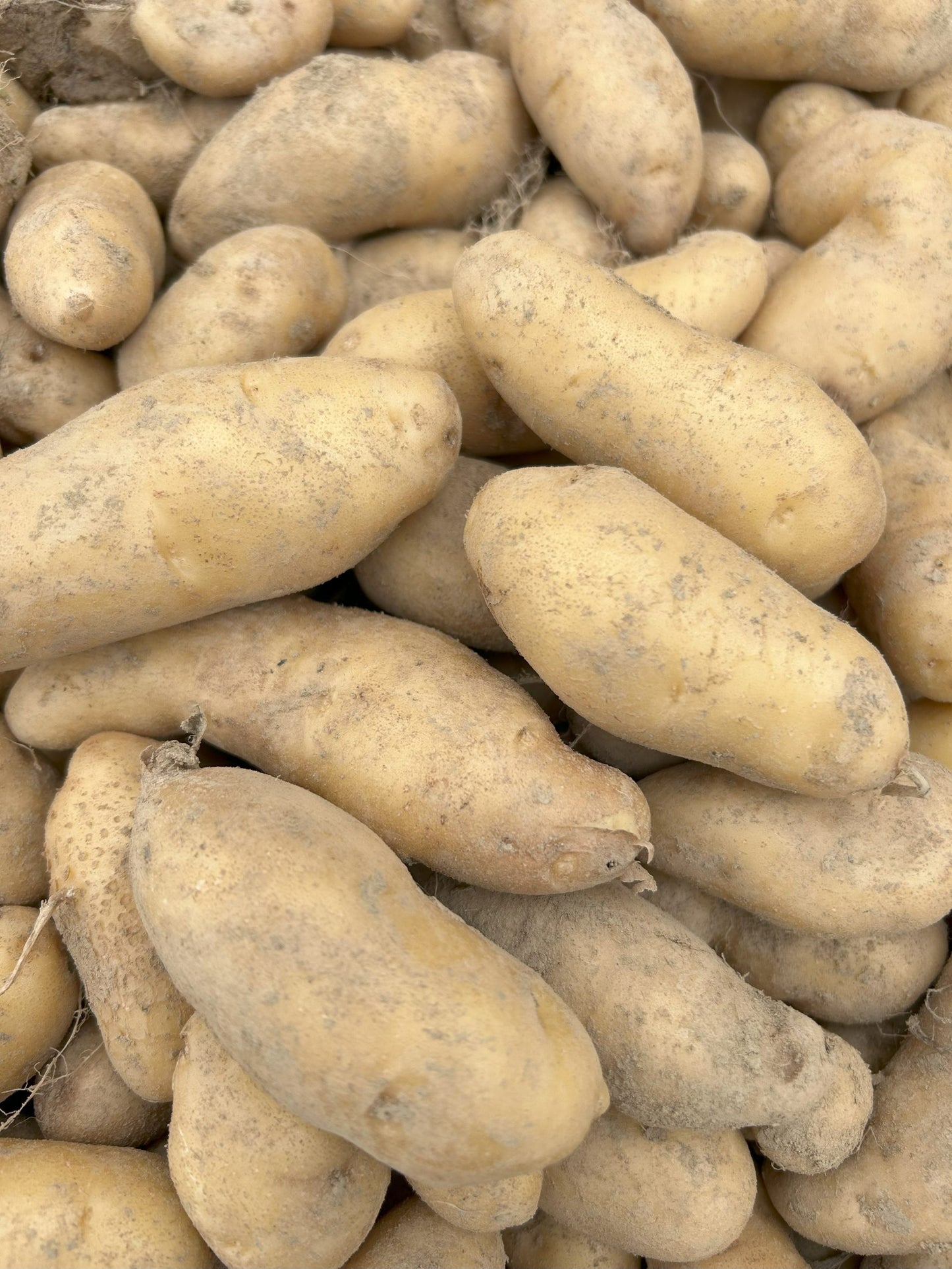 Banana fingerling potato