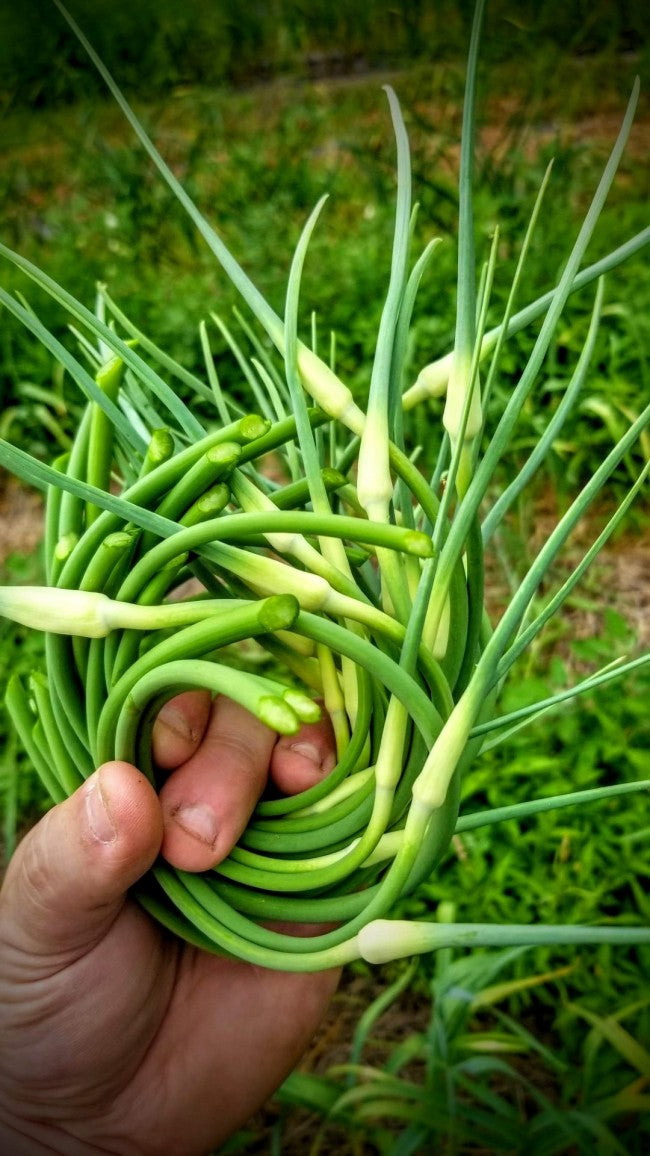 Thai purple garlic