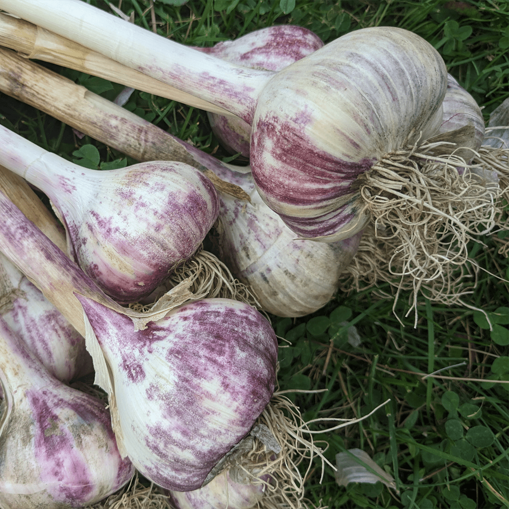 Russian red garlic